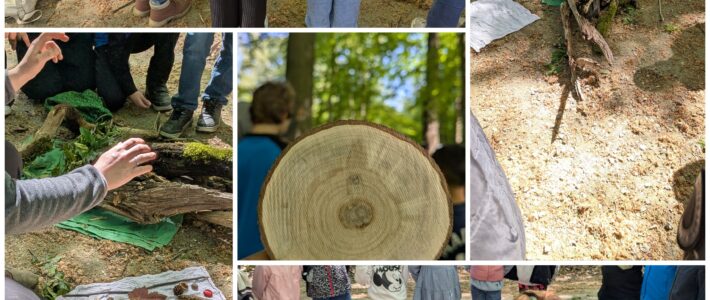 Naturprojekt der dritten Klassen – Lernen mit allen Sinnen